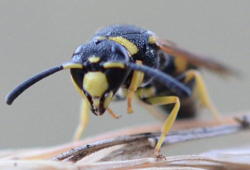 Euodynerus sp.